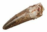 Baby Spinosaurus Tooth - Real Dinosaur Tooth #204346-1